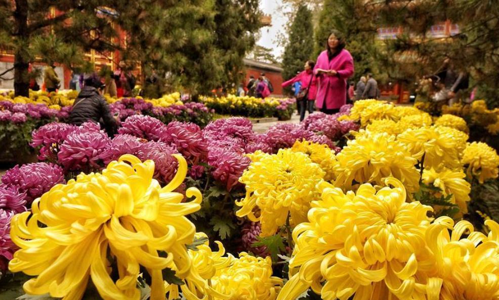 Beijing Chrysanthemum Exhibition