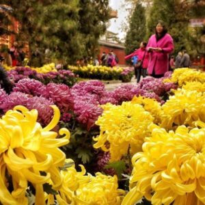 Beijing Chrysanthemum Exhibition