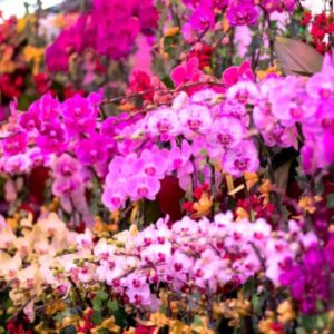 Hong Kong and Macau Chinese New Year's Eve Flower Markets