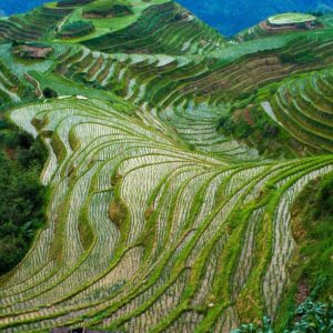 Longji Terraced Fields Plowing Festival