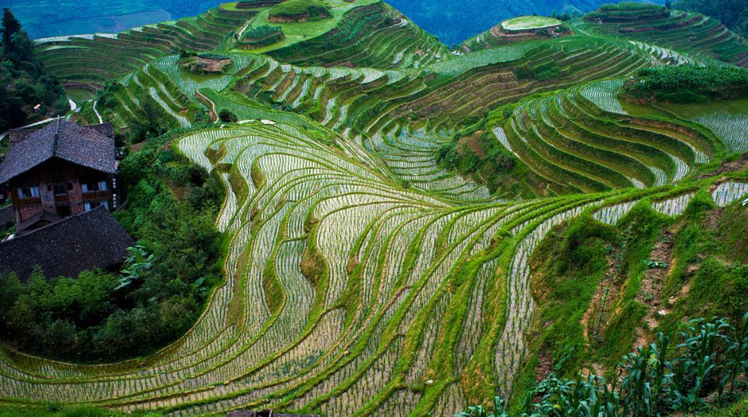 Longji Terraced Fields Plowing Festival