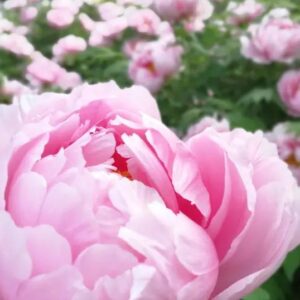 Luoyang Peony Fair