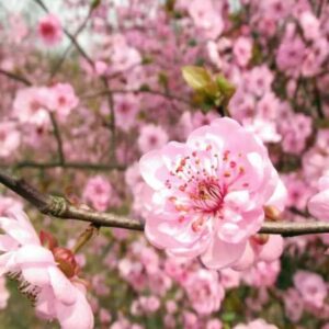 Shanghai Peach Blossom Festival