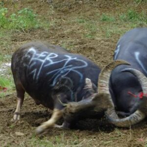 Zhuang Nationality Cattle Festival