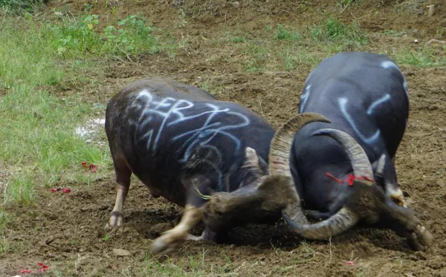 Zhuang Nationality Cattle Festival