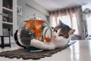 catr fish