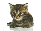 Bài 1: Lời giải và đáp án GT HSK 1 - Chào anh 6 Screenshot 2025 08 20 204821