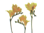 Bài 1: Lời giải và đáp án GT HSK 1 - Chào anh 8 Screenshot 2025 08 20 204829