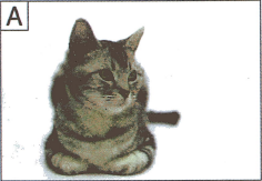 Bài 9: Lời giải và đáp án GT HSK 1 - Con trai anh làm việc ở đâu? 5 Screenshot 2025 09 05 195437